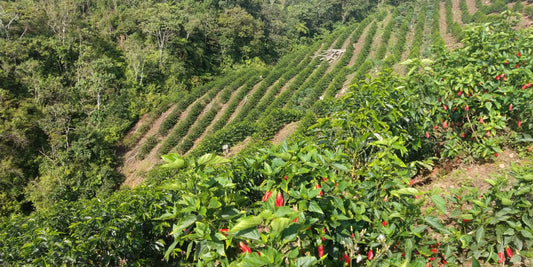 À la découverte du café du Pérou : Trésor des Andes